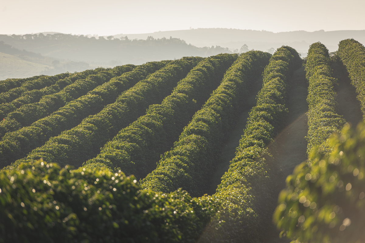 Káva Brazílie - Sancoffee - na espresso | Lázeňská káva